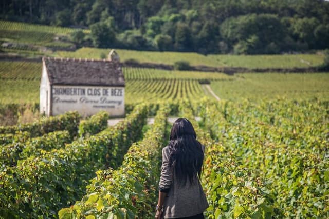 Private wine tour in Côte de Nuits and Côte de Beaune