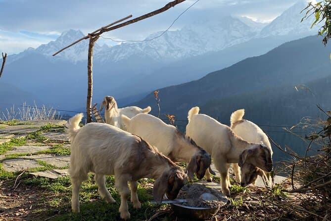 Unveil the Hidden Wonders of Kori Danda Trekking