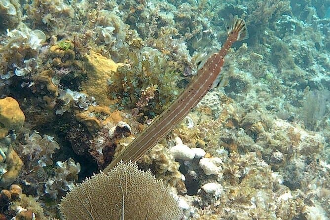 Unforgettable Scuba Diving Adventures in Negril, Jamaica
