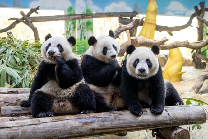 Best Chimelong Safari Park Tours & Guangzhou Wildlife Trips