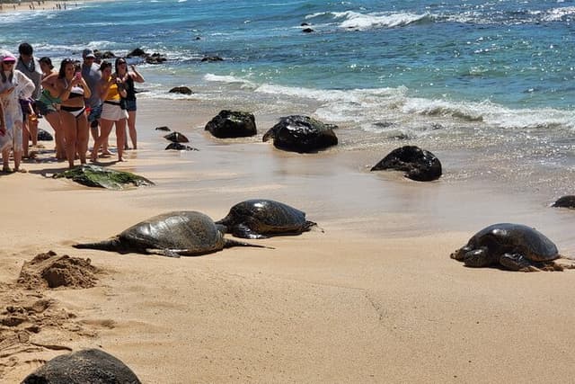 Oahu Fun Circle Island Tour With Pickup