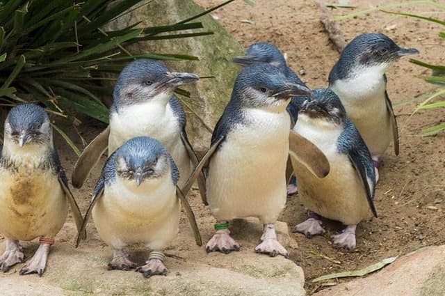 Phillip Island Native animal Tour 