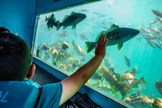 Glass Bottom Boat Ride in Redondo Beach