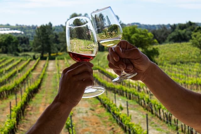 Albufeira Wine Tasting: Boutique Winery Tour & Historic Silves