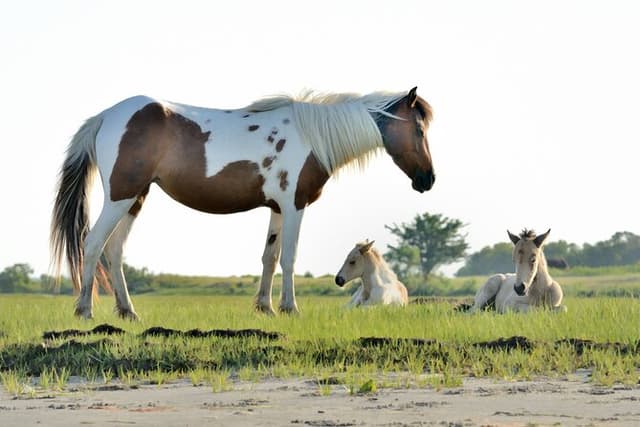 Group Boat Tours of Chincoteague & Assateague - Wild Ponies