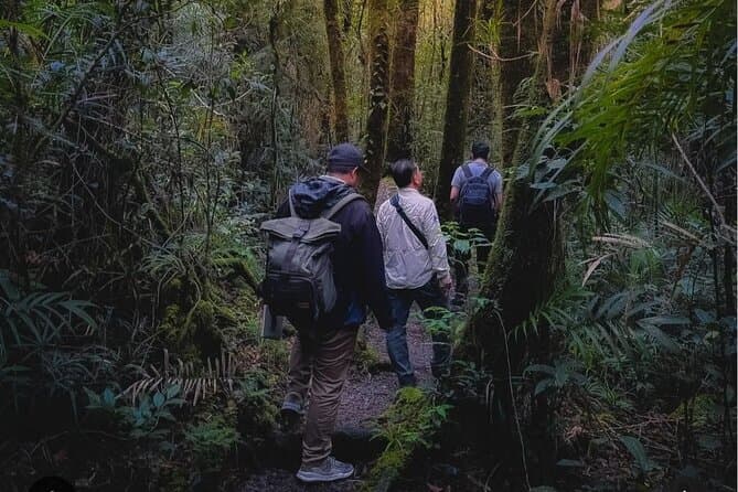 Kinabalu Park Tour