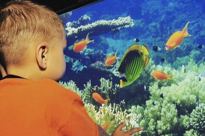 Best Marsa Alam Semi-Submarine Tour & Red Sea Marine Life