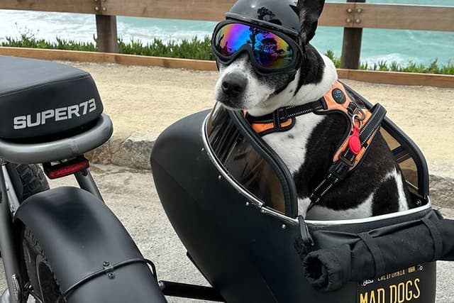 Monterey Bay Famous Dog Friendly Electric Bike and Sidecar Tour