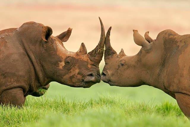 Day Trip To Ol Pejeta Conservancy Rhino And Chimpanzee Sanctuary