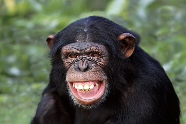 Ol Pejeta Conservancy and Chimpanzee Sanctuary Full-Day Tour