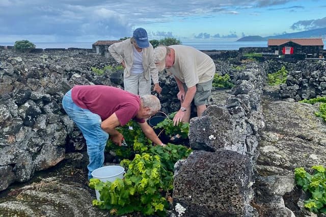 Award-Winning Curated Pico Wine Tasting, Food & Cultural Tour