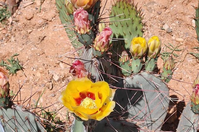 City of Tucson Tour