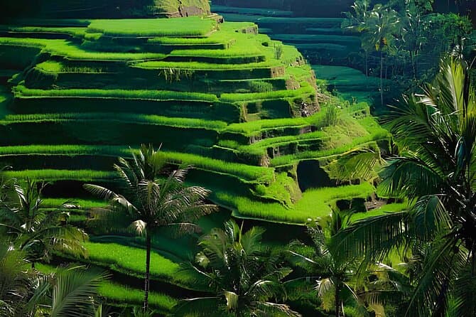 Compare Top Ubud Day Trips from Seminyak