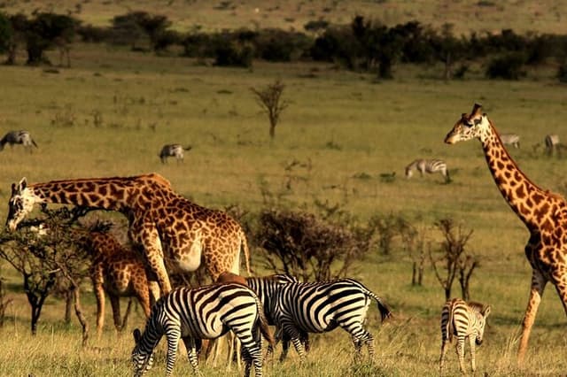 Tala Game Reserve, Phezulu Safari and Natal Park from Durban
