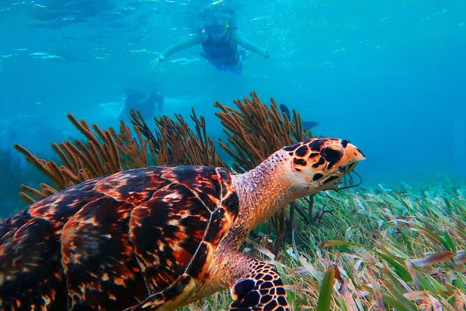 Best Puerto Morelos Reef Snorkeling Tours Near Cancun