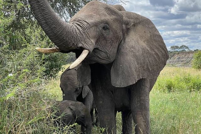 Day Tour to Tarangire National Park from Arusha