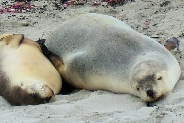 One Day Kangaroo Island Highlights Tour