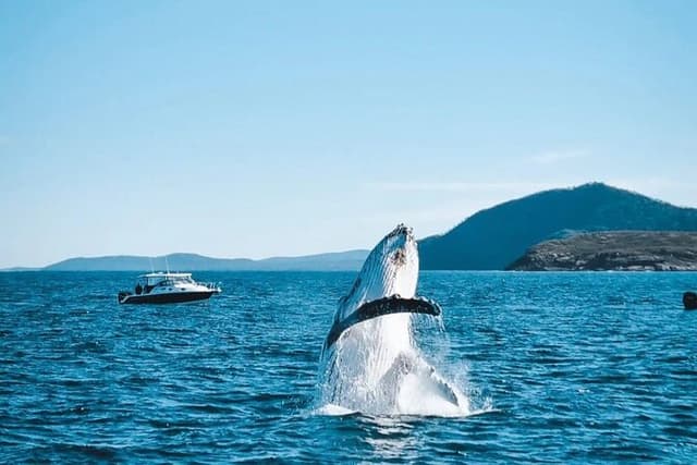Newcastle to Port Stephens: Whale Watching, Hike & Dunes