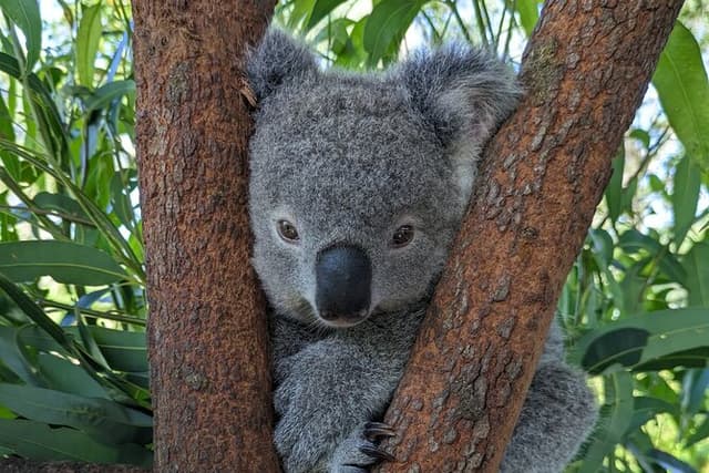 Koala & Kangaroos Experience, Waterfalls and Scenic Train Journey