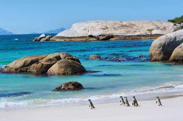 Cape Town Scenic Day Tour By Car