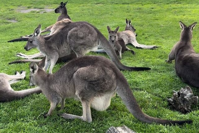 Puffing Billy and Phillip Island Day Tour(Melbourne Chinese Tour)