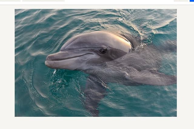 BIG FUN Dolphin Cruise & Sealife Experiece ORANGE BEACH ALABAMA