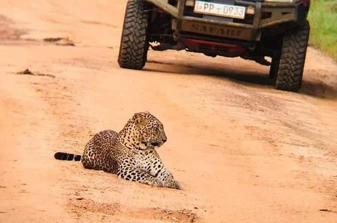 Compare Yala Safari Tours from Colombo