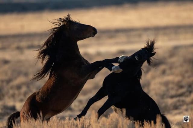Red Canyon Wild Mustang Tours And Safaris In Cody Wyoming