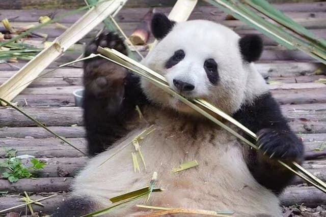 Chengdu Panda Base visit Sichuan cuisine learning experience