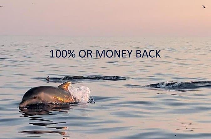 Best Vrsar Dolphin Tours & Rovinj Wildlife Trips
