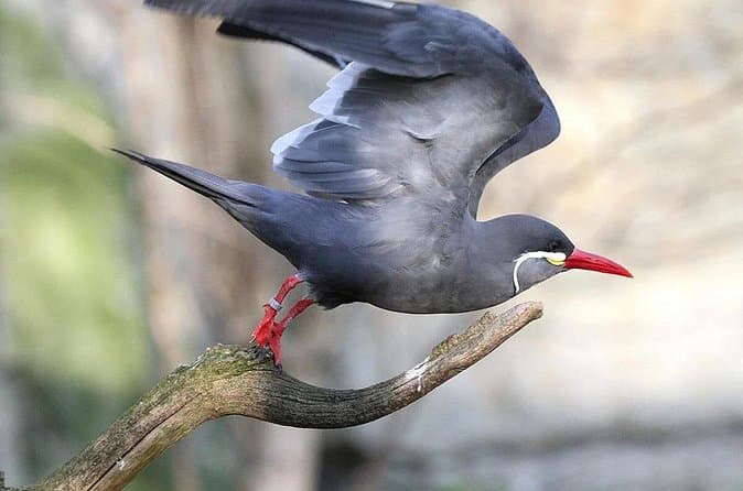 Best Lima Birdwatching Tours & Experiences