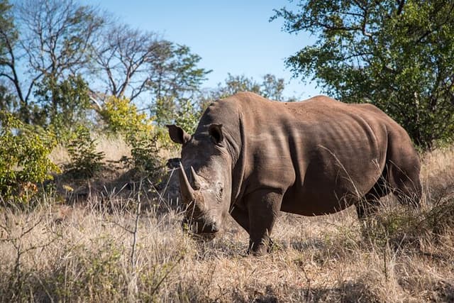 The Mosi oa Tunya National Park Game Drive