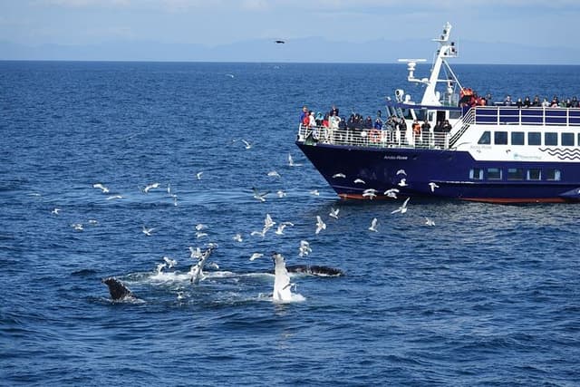 Reykjavík Bay Arctic Rose Whale Watching Excursion