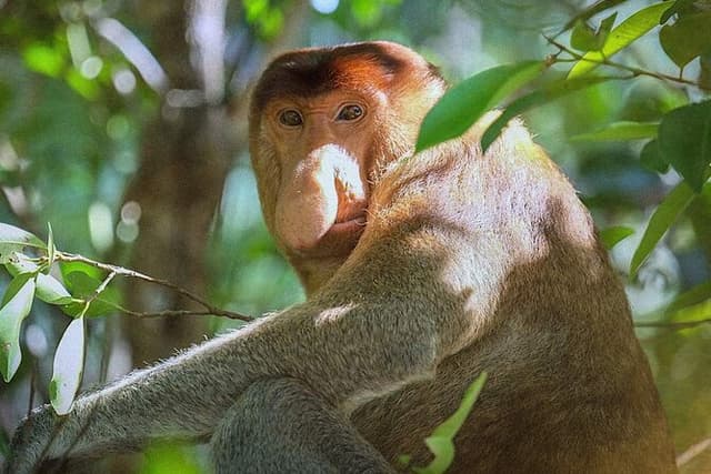 Sarawak’s Bako National Park: Untouched Jungle & Wildlife Tour
