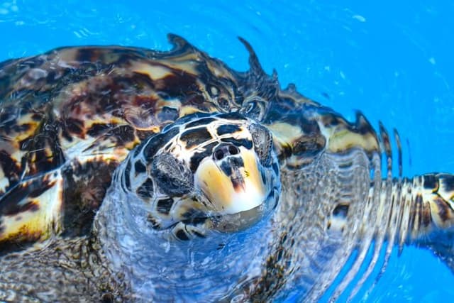 Sea Turtle Trek and Habitat Highlights. A day at the north Coast.
