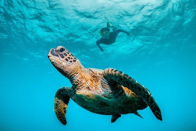 Best Snorkeling Tours in Huatulco Bay: Explore Marine Life
