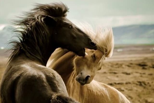 Private 4 Hour Red Canyon Wild Mustang Air Conditioned Van Tours