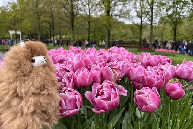 Tulip Paradise: Keukenhof Half-Day Private Tour