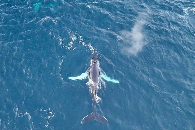 Alta Fjord Whale Watching on a Heated Boat