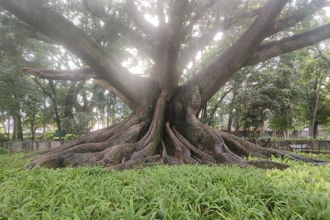 Explore the Best Lalbagh Botanical Garden Tours in Bangalore