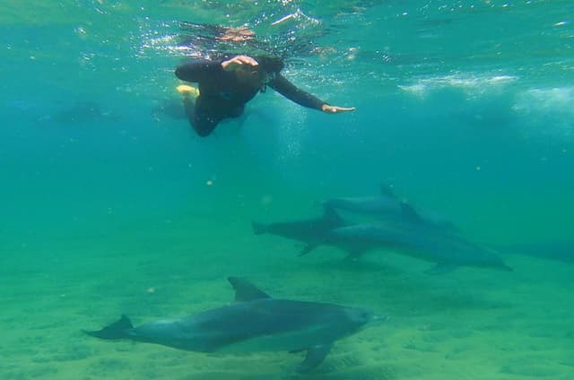 Swim With The Dolphins Experience in Bunbury Australia