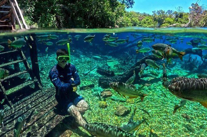 Compare Top Baía Bonito Snorkeling Tours