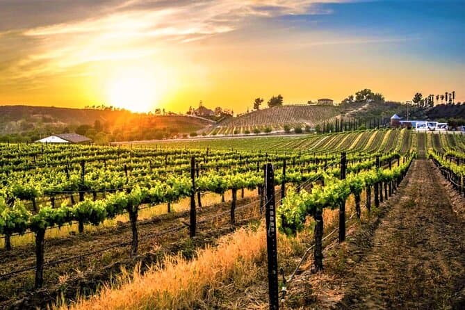 Premium Temecula Wine Tasting & Vineyard Tours