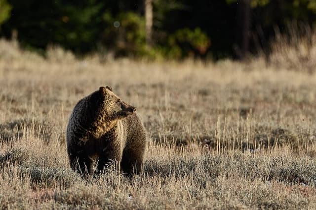 Private Yellowstone Summer Wildlife Photo Safaris - Half Day