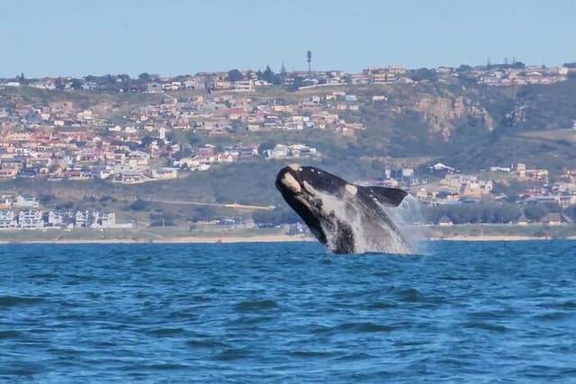 Boat based Whale Watching and Seal Island in Mosselbay 