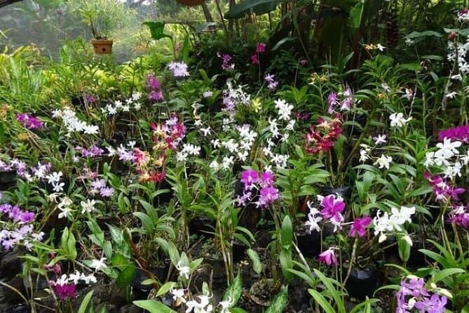 Explore Fiji's Most Stunning Botanical Paradise in Nadi