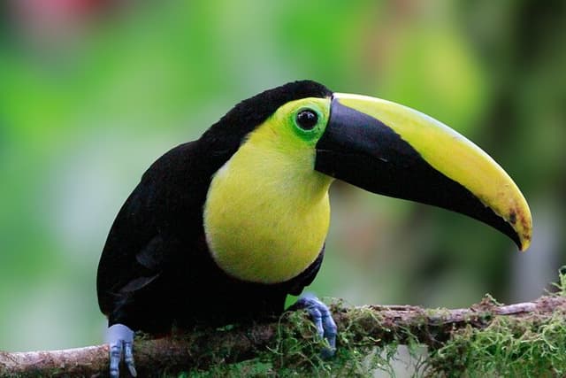 Private customizable tour at Mindo cloud forest