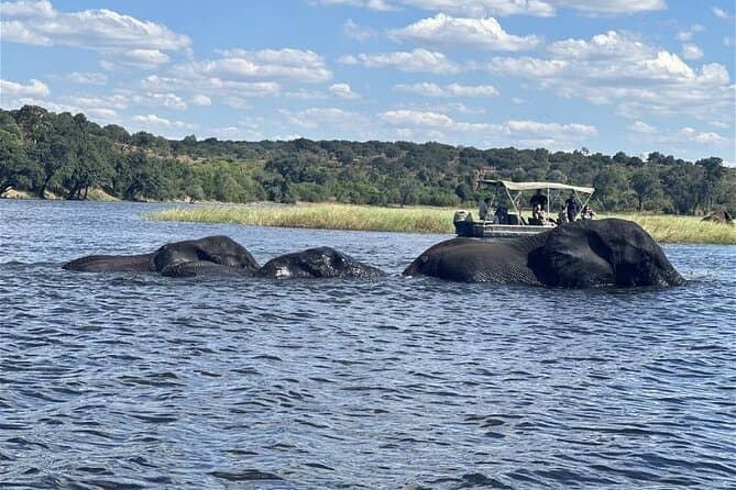 Best Chobe National Park Day Tours from Livingstone
