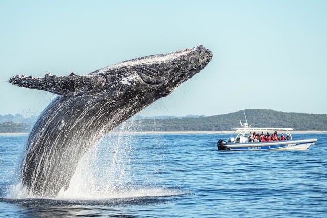 Best Byron Bay Whale Watching Experiences