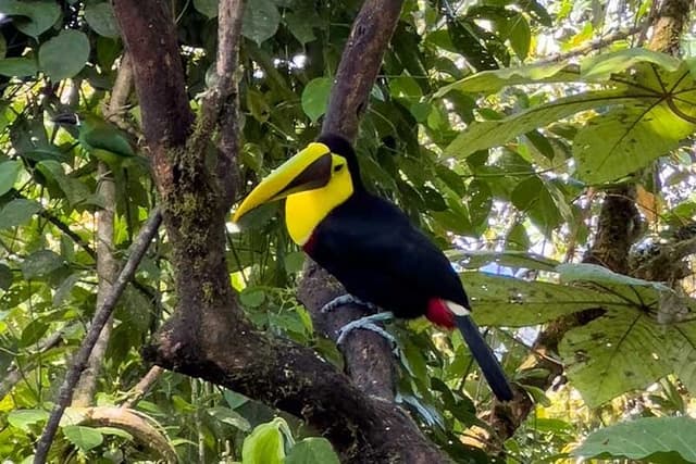 Mindo Cloud Forest Day Trip from Quito – Birdwatching & Adventure